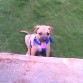 Travieso cachorro (pit bull )